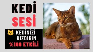 Gerçek Kedi Miyavlaması Sesi  Kedinizi Kızdırın  Cat Meow Sound  See Your Cats Reaction \u00100 ✅ [upl. by Rue]