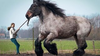 12 LARGEST Horse Breeds In The World [upl. by Langill]