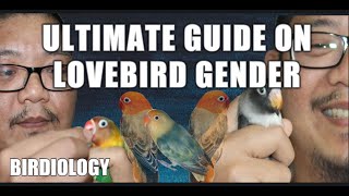 HOW TO KNOW THE GENDER OF AFRICAN LOVEBIRDS [upl. by Ydarb]