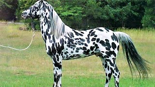 10 Beautifully Colored Rare Horse Breeds [upl. by Lalib]