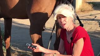 Helping Horses with Dropped Fetlocks [upl. by Ahron]