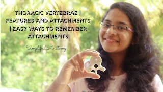 THORACIC VERTEBRAE  FEATURES amp ATTACHMENTS  ANATOMY  SIMPLIFIED ✔ [upl. by Katine]