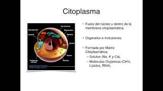 CÉLULAS GLIALES  CÉLULAS DEL SISTEMA NERVIOSO [upl. by Bertila]