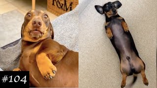 Dachshund Compilation  Funny And Cute Videos [upl. by Welch310]