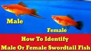 How To Identify Male Or Female Swordtail Fish [upl. by Adara]