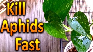 How to Kill Aphids on your Houseplants Naturally Part 1 [upl. by Jere]