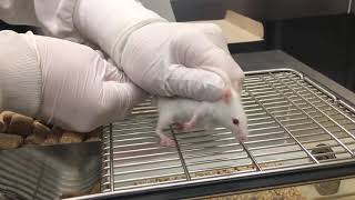 Mouse Subcutaneous SC Injection [upl. by Auahsoj500]