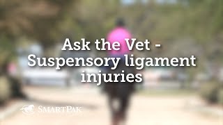 Ask the Vet  Suspensory ligament injuries [upl. by Anayeek]