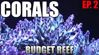 CORALS  What Are They SPS LPS Soft Corals  Budget Reef Tank [upl. by Melanie]