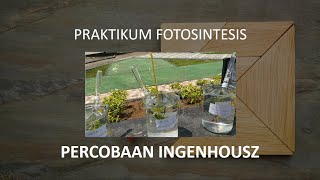 Praktikum Fotosintesis  Percobaan Ingenhousz [upl. by Cadmar484]