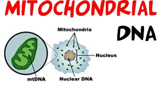 Mitochondrial DNA [upl. by Ylahtan]