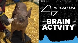 FULL REVEAL Elon Musks Neuralink chip tested live in pig brains [upl. by Antonie]