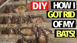 DIY  How I got rid of my bats [upl. by Liam978]