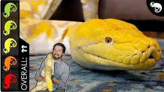 Reticulated Python The Best Pet Snake [upl. by Ahsinuq]