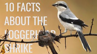 10 Facts About the quotButcher Birdquot Loggerhead Shrike [upl. by Ydnys]