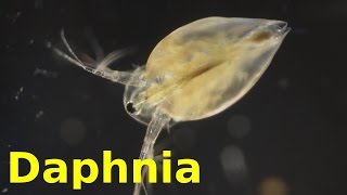 Daphnia [upl. by Nannek]