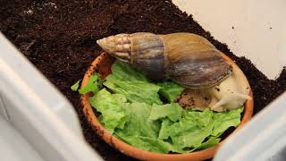 Giant African Land Snail eats lettuce  TIMELAPSE [upl. by Noellyn]