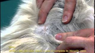 Facts about Fleas [upl. by Ollayos]