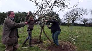 Mespilus germanica spring care [upl. by Lipman74]