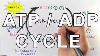 Mechanism of ATPADP Cycle [upl. by Netsrik339]