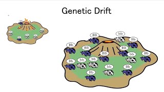 Genetic drift explained [upl. by Nylg]