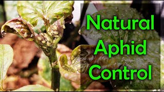 How To Get Rid Of Indoor Aphids  4 Natural Ways [upl. by Ainecey73]