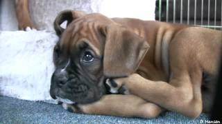 Playful 8 Week Old Boxer Puppies [upl. by Hermann]