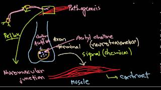 Clostridium botulinum pathogenesis [upl. by Marcelo776]