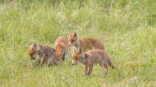 Prachtige natuurfilm quotSpringtime in Flanders fieldsquot Nederlands gesproken [upl. by Lorant673]