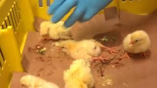 Baby Chicks Ground Up Alive [upl. by Anidam]