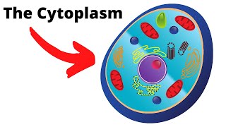 Cytoplasm Detailed Explanation for Students [upl. by Adnale155]