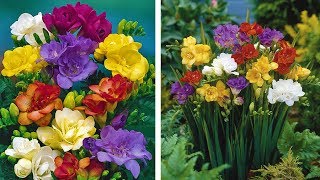 How to Grow Freesias Summer Garden Guide [upl. by Anyale19]