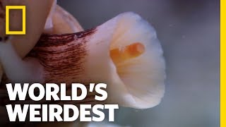 The Deadly Cone Snail  Worlds Weirdest [upl. by Aylward]