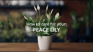 How to care for your Peace Lily  Grow at Home  RHS [upl. by Fornof]