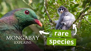 What is an endemic species  Mongabay Explains [upl. by Salba]