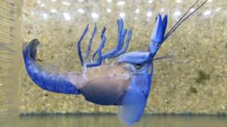 Incredible Footage of a Moulting Crayfish [upl. by Hedve]