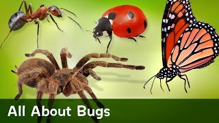 All About Bugs [upl. by Trinee199]