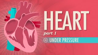 The Heart Part 1  Under Pressure Crash Course Anatomy amp Physiology 25 [upl. by Lorene929]