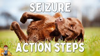 What to Do When Your Dog has a Seizure [upl. by Aylatan651]