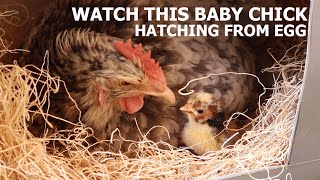 Baby Chick Hatching  Broody Hen Hatching Eggs [upl. by Nale]