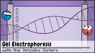 Gel Electrophoresis [upl. by Hajed]