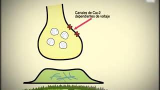 El impulso nervioso [upl. by Leirad]