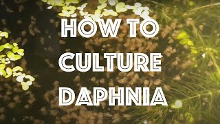 How To Culture Daphnia Magna [upl. by Dira]