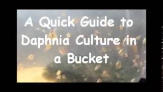 How to culture daphnia outside [upl. by Redvers]