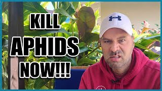 How to Get Rid of APHIDS [upl. by Libenson]