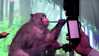 Elon Musks Neuralink video shows monkey playing video gams with its brain [upl. by Spencer]