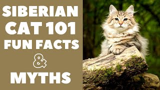 Siberian Cats 101  Fun Facts amp Myths [upl. by Matrona674]