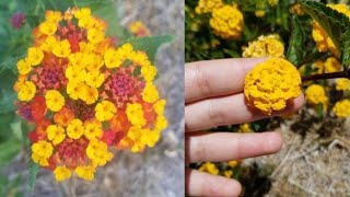 How to Grow Lantana From Cuttings [upl. by Vtarj]