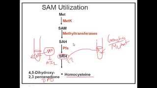 Quorum sensing in bacteria  vibrio harveii [upl. by Sami]