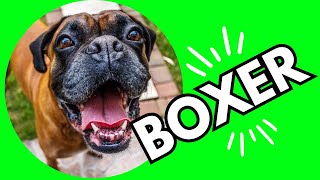 Top 10 Interesting Facts About Boxer Dogs 101 [upl. by Ameehsat]